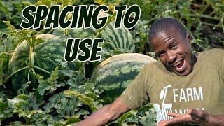 How to plant watermelon seeds and the spacing to use