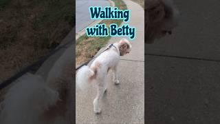 Walking with Betty | First time walking with Dog Guy Darin #happydogs #dogvideos #DOODLE