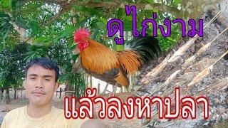 เบิ่งไก่ป่าบ้านสวนบ่าวนิว/ເບິ່ງໄກ່ປ່າບ້ານສວນບ່າວນິວ@บอลคนหากิน