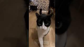 Cat SNAPS When Owner Interrupts His Novella! 