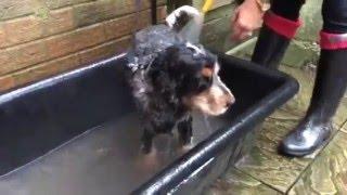 Dog Bath Tub Grooming