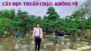 Tùng la hán bonsai | Tham quan nhà vườn Nam Cường | Quá nhiều cây | Quá nhiều cây đẹp | Thuần chậu