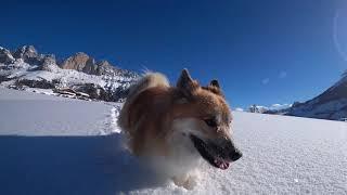 Islandhund Magni auf der Heinzenalm