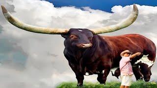 Full Documentary About Ankole Watusi | Longest Horns Cow Breed | AJ Cattle info