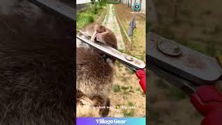Bunny Dental Drama! ️ Those Clippers are HUGE! #rabbit #pets #funnyanimals #diyvet #omg