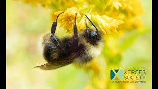 The Xerces Society: Protecting the Life that Sustains Us