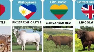 Cattle Breeds from Various Countries