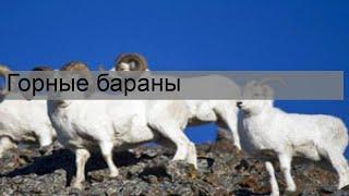 Горные бараны