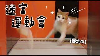【黃阿瑪的後宮生活】迷宮運動會