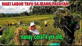 labor muna tayo sa ibang palayan kaylangan  ng sipag at tiyaga