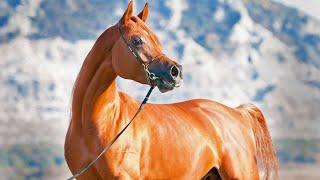 THE ARABIAN HORSE IN AMERICA