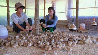 Experience the joy of raising 1,000 chicks at Sang Vy farm, improving land for Gardening