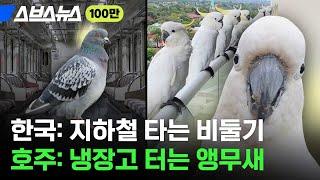 지나가면 말 걸고 집 찾아와 노크하는 호주 야생 앵무새 코카투 / 스브스뉴스