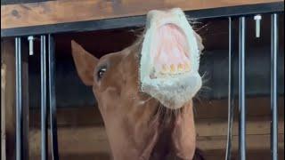 Two horses getting wormed.. Funny #friesian #friesianhorse #horse #warmblood #horsestable #stables