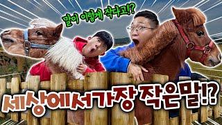 24시간 세상에서 가장 작은말 키우기!? 너무 작잖아!! 초소형?!