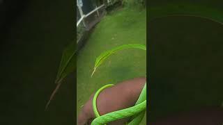 lovely snake .  Hi beauty...#america #shorts #nature #snake #animals