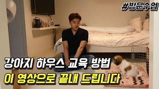 강아지 하우스 교육 방법, 이 영상으로 끝내 드립니다 (Feat. 꼬똥 드 툴레아)
