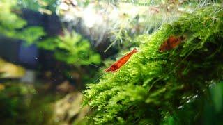 Community fish tank with 8 varieties of fishes | shrimp tank mates | Guppy | tetra | kuhli loach