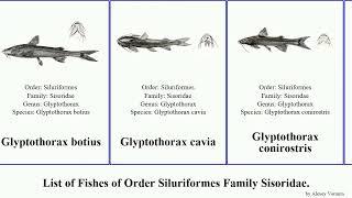 Fishes of Order Siluriformes Family Sisoridae