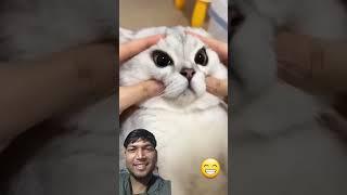 cat funnycatvids #funny #cute #trynottolough #funnycats #catlover #pets #laughoutloudcats #animal