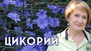 ЦИКОРИЙ – благоприятная микрофлора кишечника