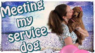 How my service dog & I met | Jen & Pharaby #lifewithaservicedog