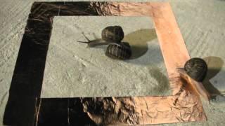 Snail slug put to test with copper tape (It Worked)