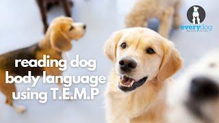 Understanding Dog Body Language Using T.E.M.P.