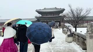 Winter at Gyeongbokgung Palace: Where history meets the serene beauty of snow-covered grounds. ️