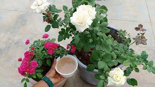 organic homemade liquid fertilizer for rose plant, growing tips and tricks ఆర్గానిక్ లిక్విడ్...