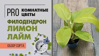 Филодендрон Лимон Лайм - сочный цвет и хорошее настроение | Обзор интересного сорта филодендрона