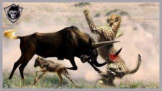 Top 15 Chaotic Battles Cheetah Fight Caught On Camera Part 1 | Animal Attacks