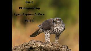 Spain, Photographing Lynx, Raptors & more, Part 2