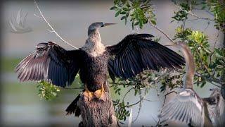 Anhinga (Anhinga anhinga)