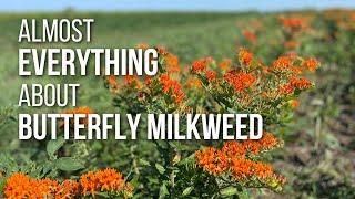 Almost EVERYTHING you need to know about Butterfly Milkweed