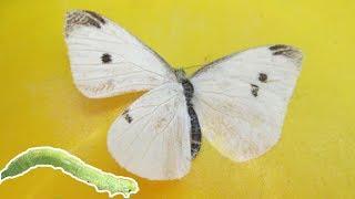 Eliminate Cabbage Worm & Cabbage Butterfly In The Garden | Organic Pest Control | Pieris rapae