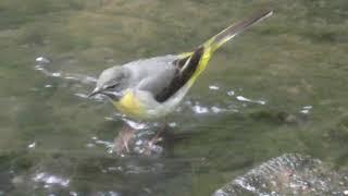 Grey Wagtail - Motacilla cinerea | British Birds UK