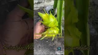 Different colours of Dragon fruit: for plants order visit us: www.ruelliabioinnovations.com