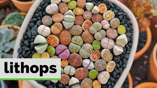 10 Tipos de LITHOPS | PIEDRAS VIVAS