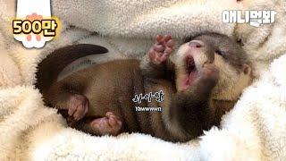 본 영상은 지나치게 귀여우니 모쪼록 심장과 원만한 합의보시길 바랍니다ㅣHeart Aches 'Cause Of This Super Cute Baby Otter Video