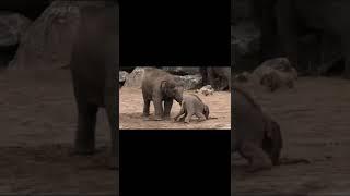 형에게 도발한 동생 코끼리.에이고 우리형이 왜 이케 강허지. Cute elephant brother. https://www.youtube.com/watch?v=cfQaiDg0_rw