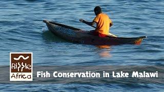 Fish Conservation in Lake Malawi - RIPPLE Africa