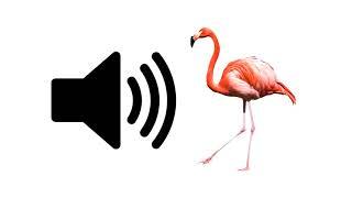 Flamingo - Sound Effect | ProSounds