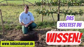Spalierobst richtig pflanzen - Schritt für Schritt Anleitung