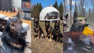 Dome Glamping With German Shepherds