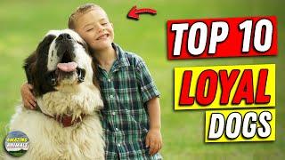 Top 10 Extreme Loyal Dog Breeds