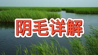 阴毛命理解析