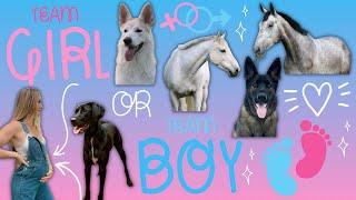 My Animals Guess My Baby's Gender!