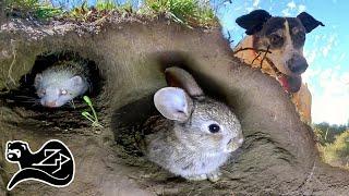 Dog and Ferret Rabbit Hunting Team - Hunting with Ferrets New Zealand 4 