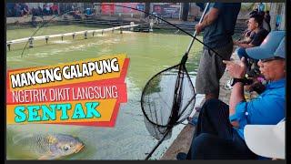 Mancing Galapung Ngetrik dikit langsung gentak!